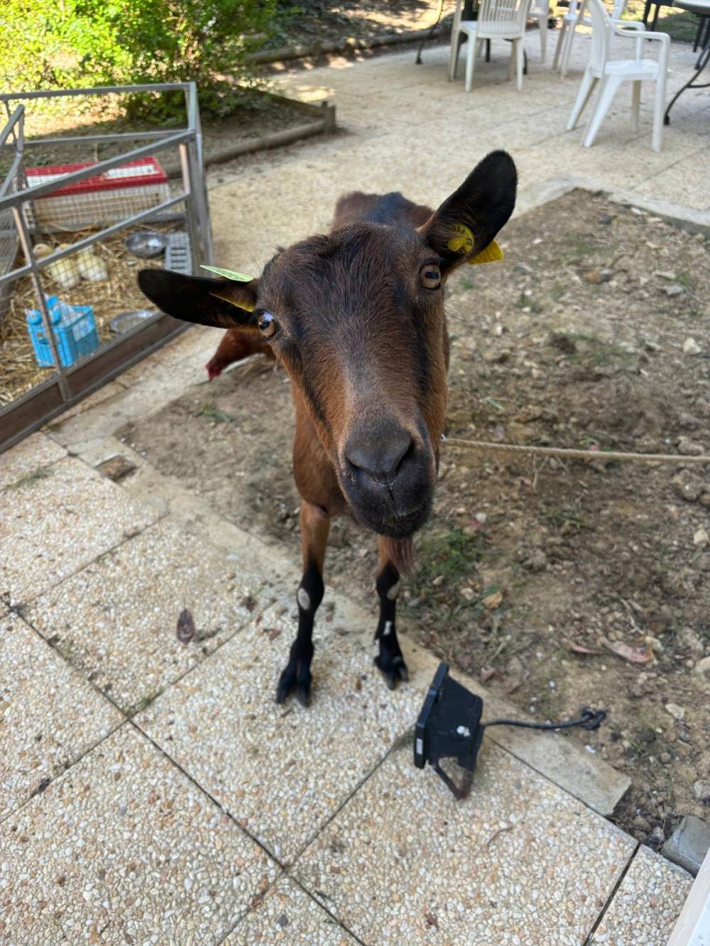 PAUL GAUGUIN - Photos (5)